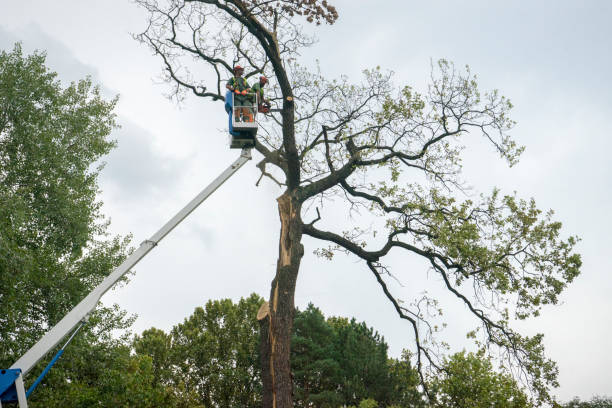 Best Professional Tree Care  in Howards Grove, WI